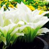 Hosta Funkia White Feather 1 szt