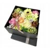 Kwiaty mydlane w pudelku flower box PREZENT Wysokosc 10 cm