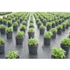 Tkanina, fólia - Čierna agrotextília PROFI PP UV 100g / m2 400cm 10m_3