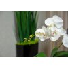 Umelé ORCHIDEA mini biele keramické kvetináče_3