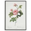 Plagát historických Ruží ROSE domova scandi 40x50_3
