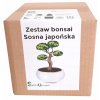 Bonsai - Kultivačná sada BONSAI JAPONSKÁ Borovica biela_0