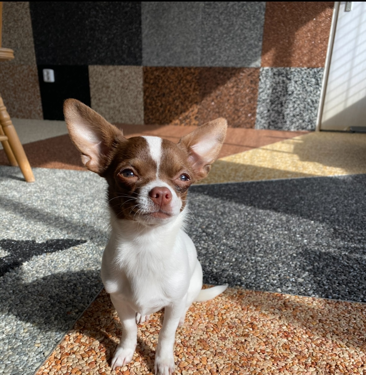 Kamenné koberce - interiéry