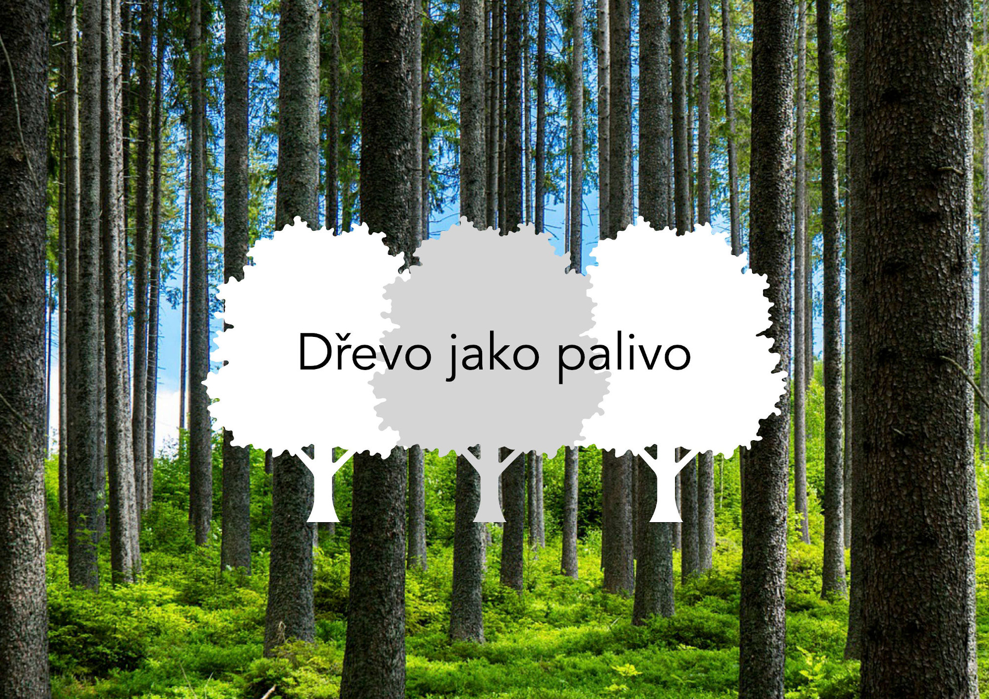 Dřevo na topení - ekologie, druhy dřeva a jeho sušení