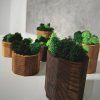 Oak & Ash Wood Planter with Preserved Moss
