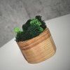 Oak & Ash Wood Planter with Preserved Moss