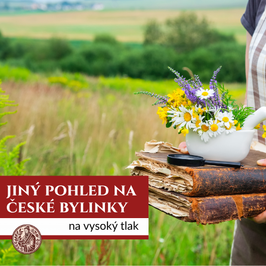 České bylinky na hypertenzi: přírodní cesta ke zdravějšímu tlaku z pohledu tčm