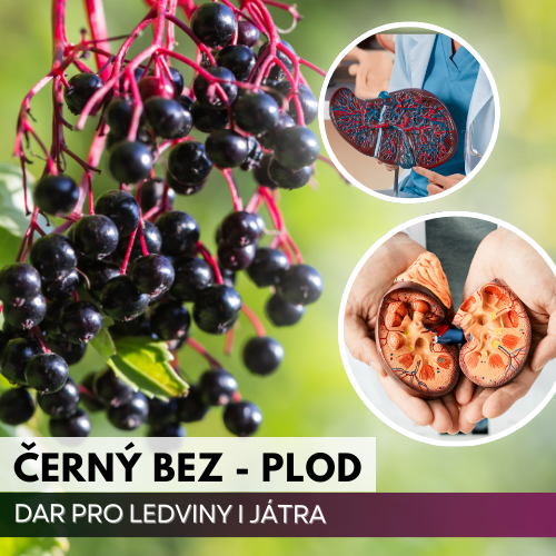 Černý bez – temný plod pro krev a vitalitu z pohledu tradiční čínské medicíny