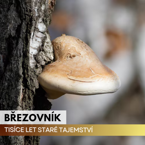 Březovník obecný - Houba očisty, síly a pradávné moudrosti