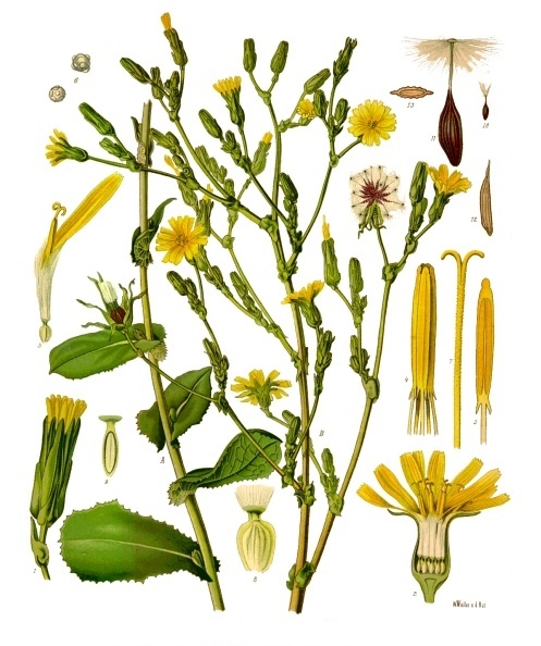 Lactuca Virosa: Přírodní Alternativa k opiátům s dlouhou historií | Du wo ju