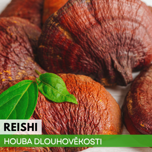 Reishi – houba dlouhověkosti pro klid, sílu a zdravý tlak