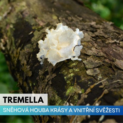 Rosolovka řasotvárná (Tremella fuciformis): Houba krásy, vitality a vnitřní svěžesti