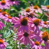 echinacea