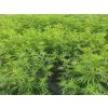 CBD olej 2,5-30% FULL spectrum
