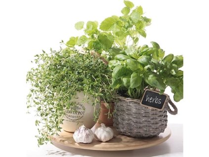 Obrúsky PAW L 33x33cm Flavor of Herbs