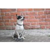 Obojek pro psy BAYLABEL - Black`n`white