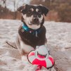 Hračka pro psy Snuggles Max & Molly - Frenzy The Shark