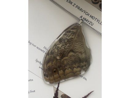 Caligo memnon