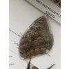 Caligo memnon