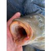 Sportcarp antiseptický sprej Carp Clinic 30 ml