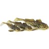 p244 gunnar the goby headline