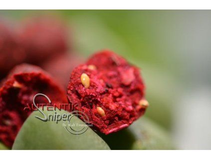 Španělský pepř- Haits Chilli (Průměr Průměr 20mm)