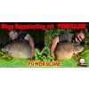 1582536551Powder%20dip%2050g%20Baitservice%20Austria