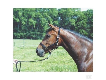 Pferdehalfter nylon schwarz