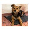 Heizmatte für Hunde THERMODOG 3523000 - 40x60cm