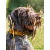 Coco am hund 2f73782b