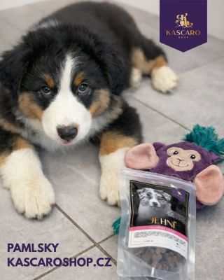 🐾 Pamlsky, které mají smysl 🐾 Značka Kascaro není jen o chuti, je o kvalitě, složení a radosti každého psa 🐶💛 🥩 Vysoký...