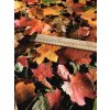 Režná látka barevné podzimní listy