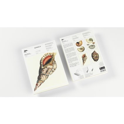 The Pepin Press blok dopisních papírů, Seashells, A5
