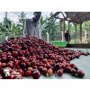 Beansmith´s výběrová káva Muki Fruity, 250 g 8