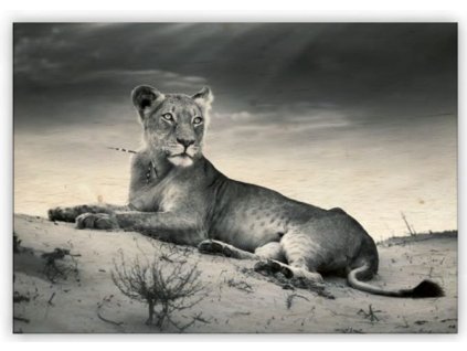 Dřevěný obraz Lioness