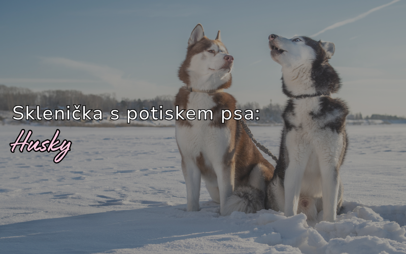Sklenička s huskym – Dokonalý dárek pro milovníky psů
