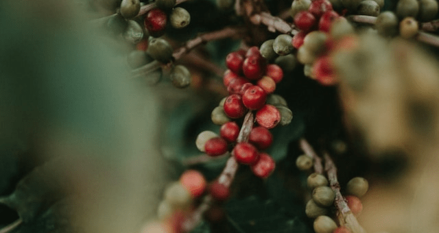 Jak káva ovlivňuje životní prostředí?