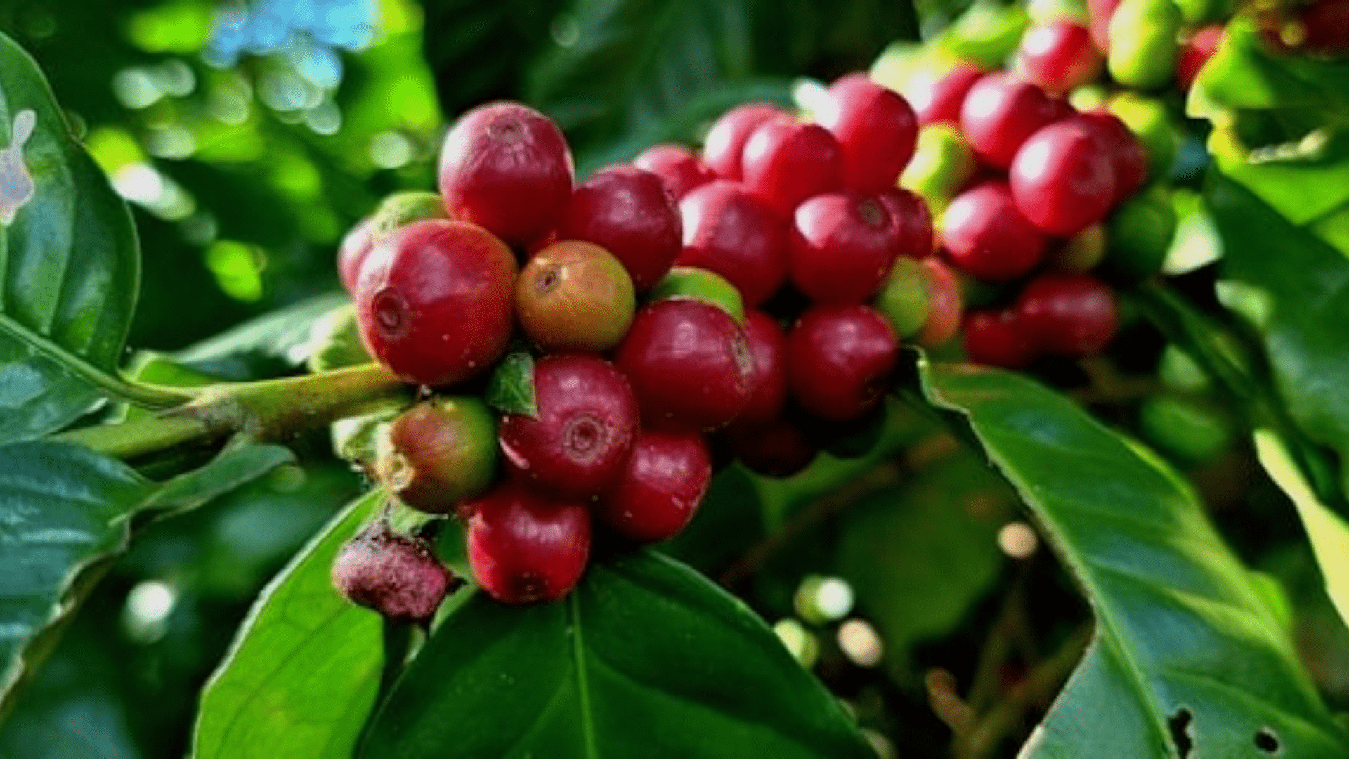 Jaký kontinent má nejlepší kávu? A jaké jsou rozdíly?