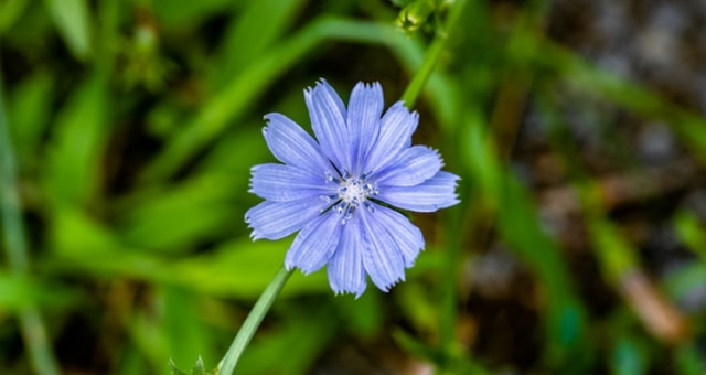 Populární náhražky kávy: Po čem můžete sáhnout?