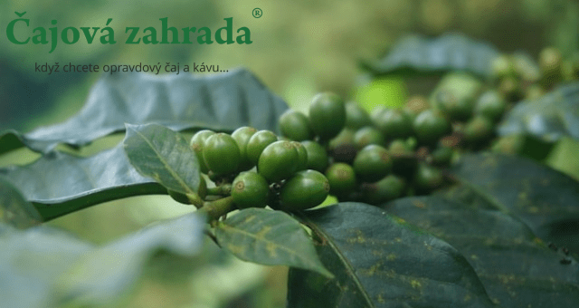 Nadmořská výška: Proč je u kávy důležitá?