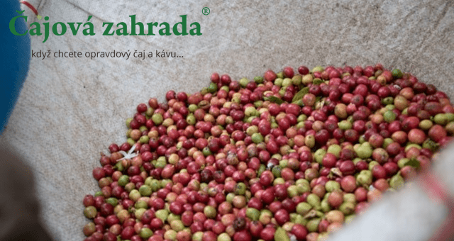 Nejznámější kávové odrůdy: Vyznáte se v nich?