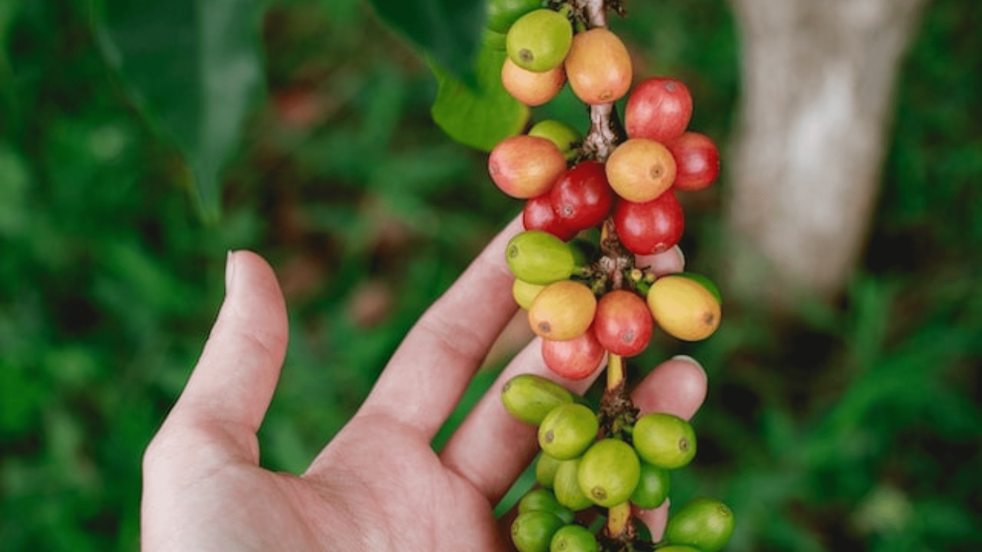 Příroda a kávovníky: Jak se navzájem ovlivňují?