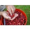 cascara
