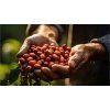Mexico finca4