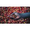 vyrp13 887Rwanda