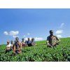 Uganda Bugishu Balambuli 250g (Kávu dodat jako zrnko)