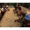 Uganda Bugishu Balambuli 250g (Kávu dodat jako zrnko)