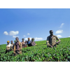 Uganda Ingiana 250g (Kávu dodat jako zrnko)