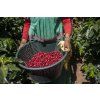 Honduras coffee2