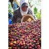 India malabar